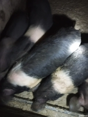 Purcei bazna 4 luni - imagine 3