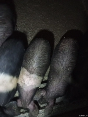 Purcei bazna 4 luni - imagine 2