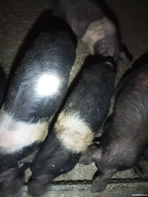 Purcei bazna 4 luni - imagine 4