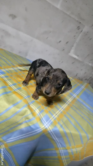 teckel fetița și băiat 