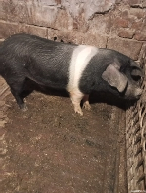 Vier un ani jumate - imagine 2