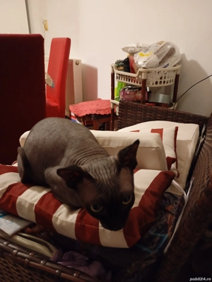 Vând motanel Sphix  negru  - imagine 2