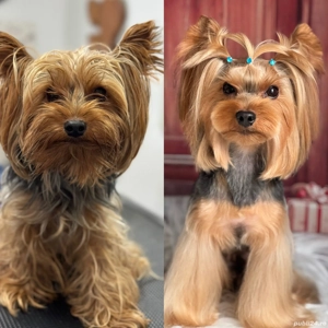 Tuns caini . - imagine 2