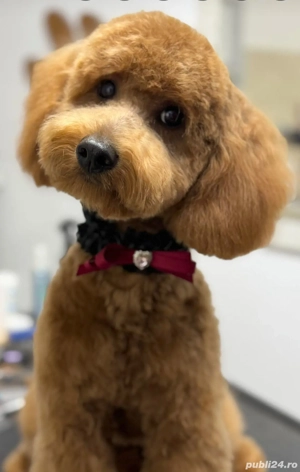 Tuns caini . - imagine 5