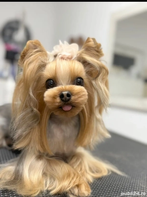 Tuns caini . - imagine 4