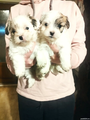 2 fetițe bichon  - imagine 2