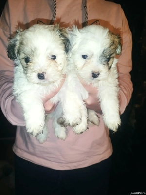 2 fetițe bichon  - imagine 5