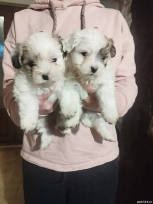2 fetițe bichon 