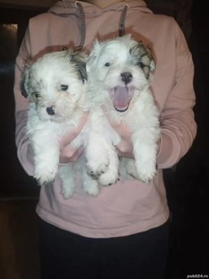 2 fetițe bichon  - imagine 3