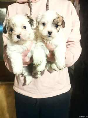 2 fetițe bichon  - imagine 4