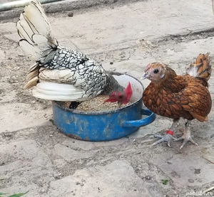 vind pereche rasa pura sebright 