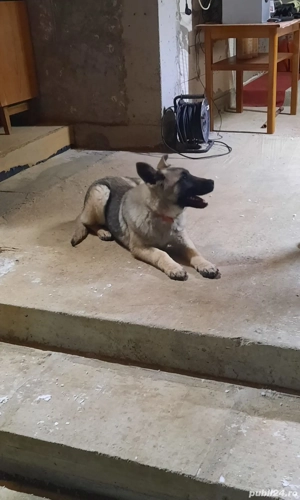 vând cățelusa ciobanesc german  - imagine 2