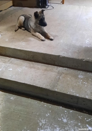 Vând cățelusa ciobanesc german 