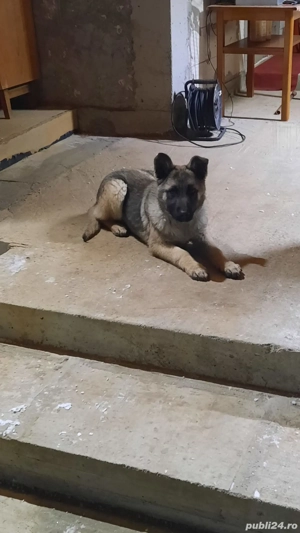 vând cățelusa ciobanesc german  - imagine 3