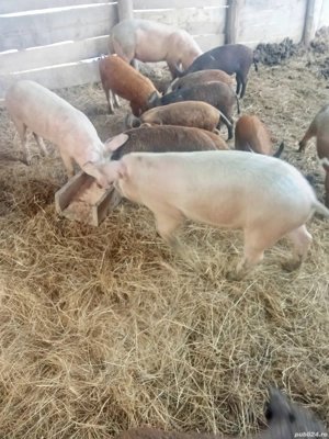 De vânzare porci 