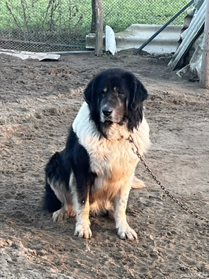 Câine de vânzare  - imagine 5