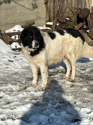 Câine de vânzare  - imagine 4