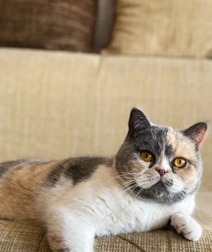 British shorthair cu pedigree