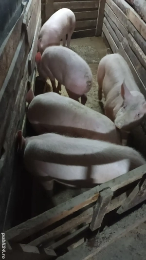 Vand soldani - imagine 2