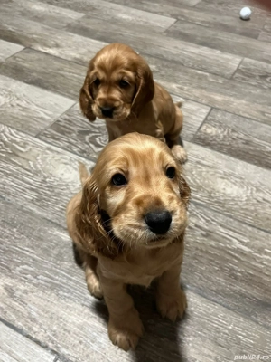 De vanzare (o fetita si un baetel) - imagine 3