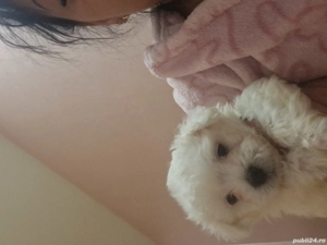 Bichon maltez pui - imagine 2