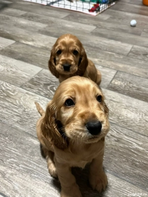 De vanzare (o fetita si un baetel)