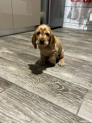 De vanzare (o fetita si un baetel) - imagine 5