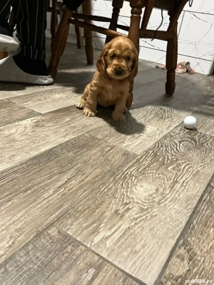 De vanzare (o fetita si un baetel) - imagine 4