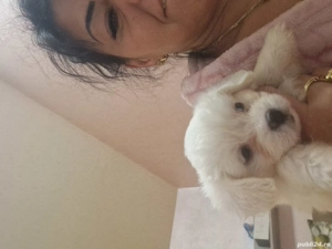 Bichon maltez pui - imagine 4