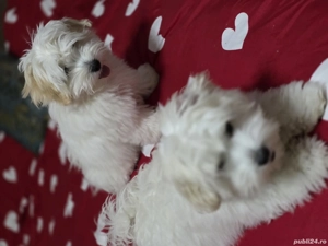 Căutam cele mai bune căsuțe pentru 4 puișori de bichoni - imagine 3