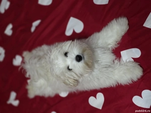 Căutam cele mai bune căsuțe pentru 4 puișori de bichoni