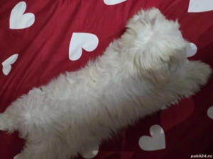 Căutam cele mai bune căsuțe pentru 4 puișori de bichoni - imagine 5