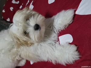 Căutam cele mai bune căsuțe pentru 4 puișori de bichoni - imagine 2