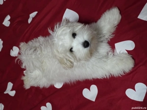 Căutam cele mai bune căsuțe pentru 4 puișori de bichoni - imagine 4