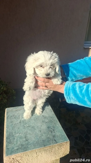 fetiță Bishon maltez 4 luni 