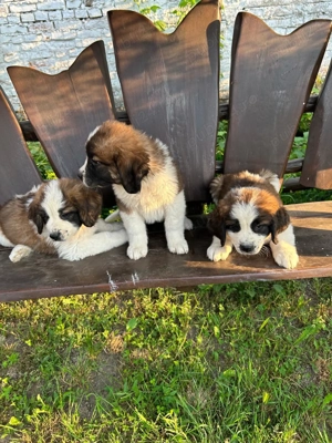 Vând căței Saint Bernard, fetițe și băieței 