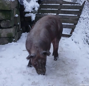 Vand vierus sau schimb cu scroafa - imagine 2