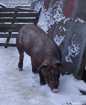 Vand vierus sau schimb cu scroafa - imagine 3