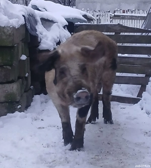 Vand vier de 160 kg sau schimb cu scroafa - imagine 3