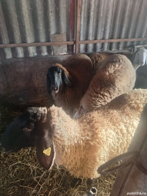 Oi carabase de vanzare