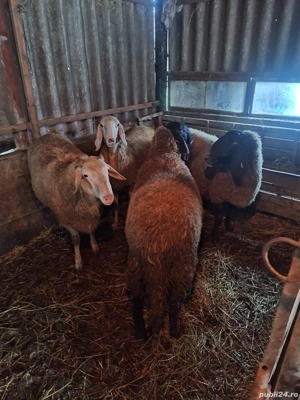 Oi carabase de vanzare - imagine 2