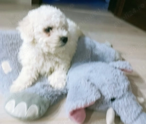 Vand cățel Bichon Maltese  - imagine 2