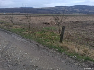 Teren intravilan de vânzare 1.400 mp loc. Livada  com. Iclod - imagine 3