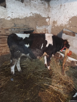 vând purcei și un tăuraș  - imagine 3