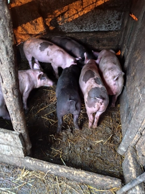 vând purcei și un tăuraș  - imagine 2