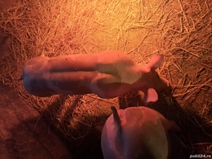 vand scrofite si vierusi pietrain - imagine 2