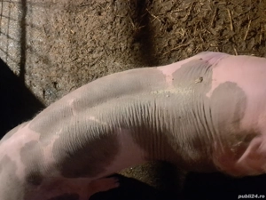 vand scrofite si vierusi pietrain - imagine 3