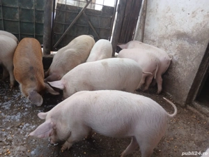 Vând purcei de 11 săptămâni 