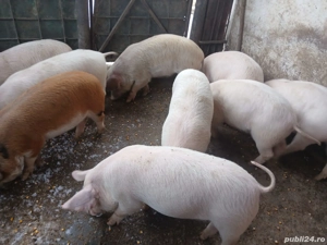 Vând purcei de 12 săptămâni  - imagine 5
