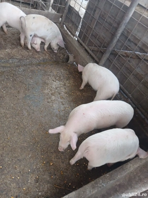 Vând purcei de 12 săptămâni  - imagine 2